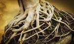 root of bitterness